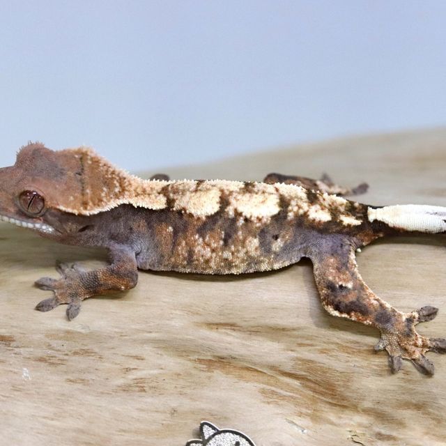 세이블