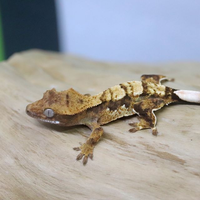 세이블