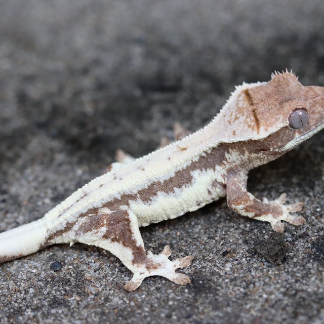 LW Sable 100% Het Axanthic