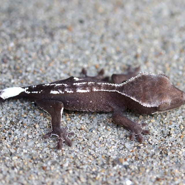 Axanthic