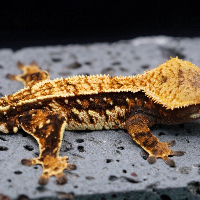 100% Het Axanthic
