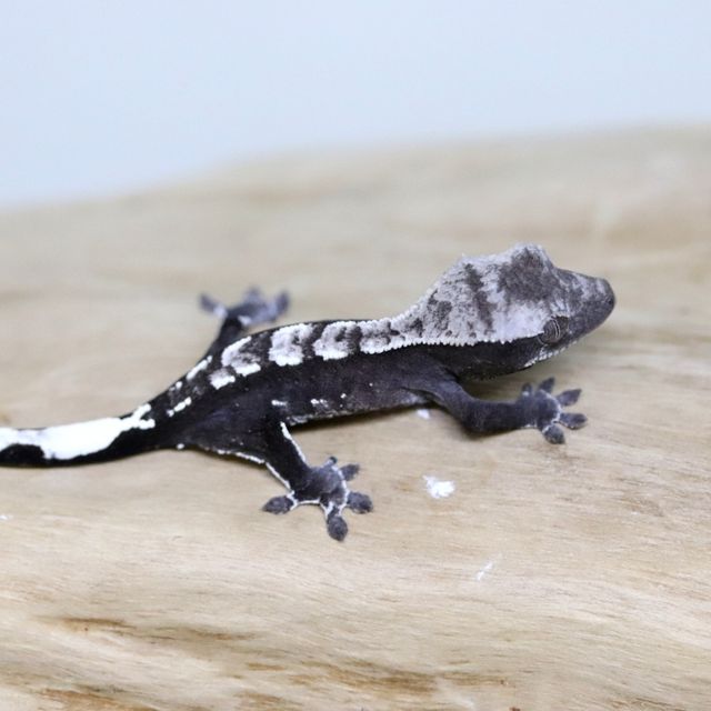 아잔틱