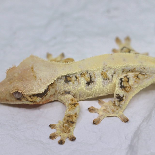 100% Het Chocho Lilly White