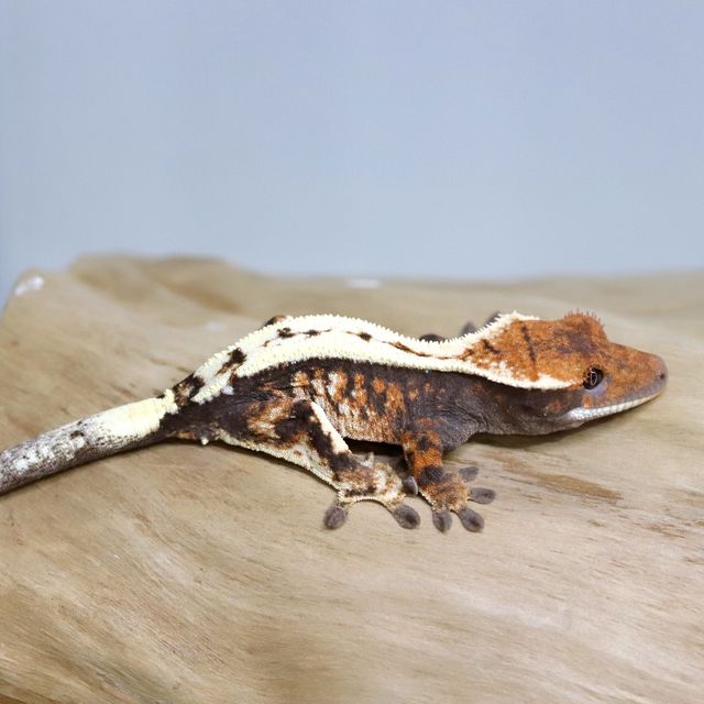 세이블