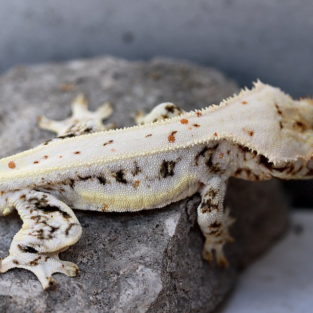 Lilly 100% Het Axanthic
