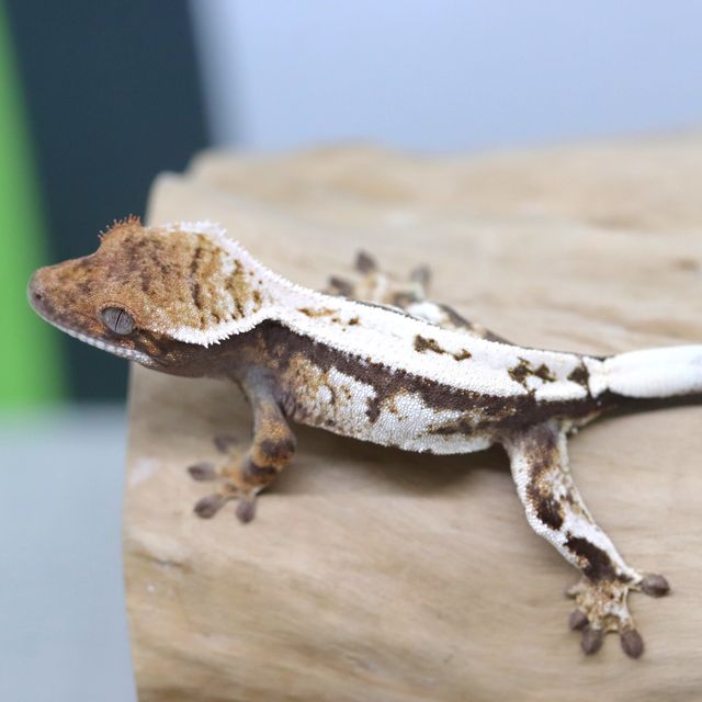세이블