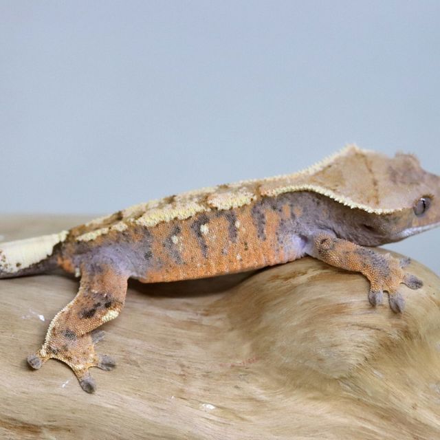 세이블
