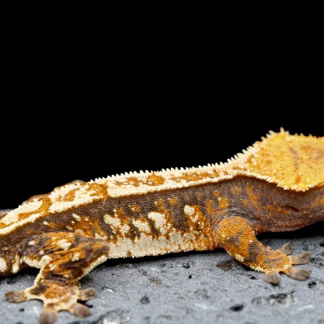 100% Het Axanthic