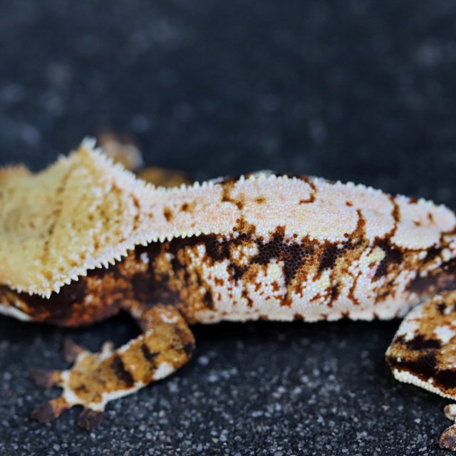 100% Het Axanthic