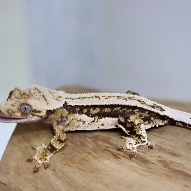 에밀리