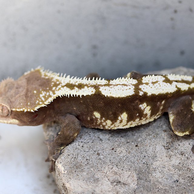 Axanthic