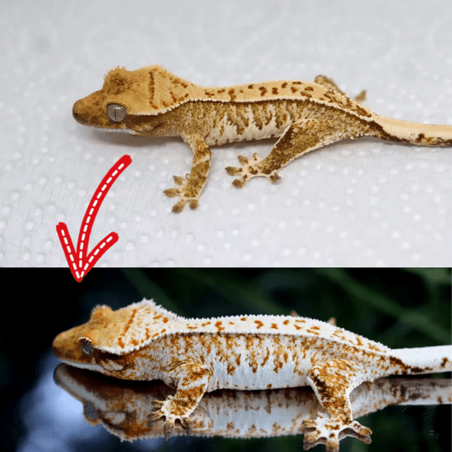 슈퍼세이블 릴리