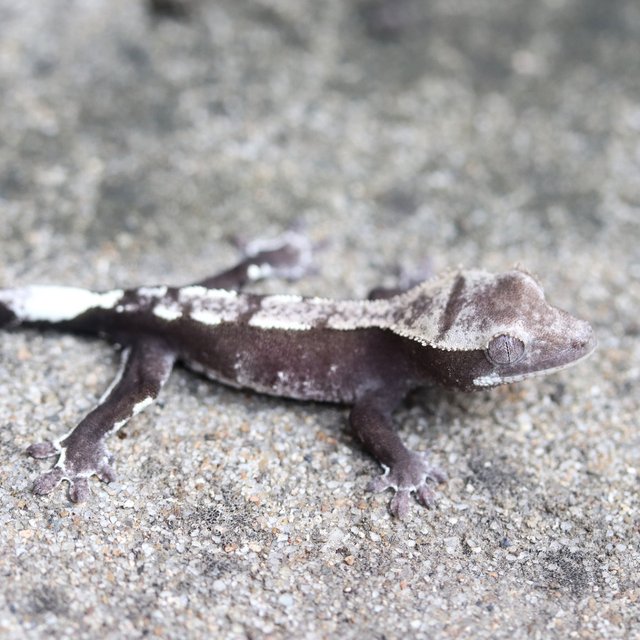 Axanthic