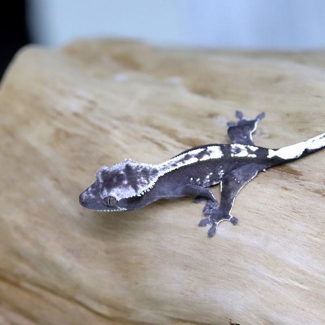 아잔틱