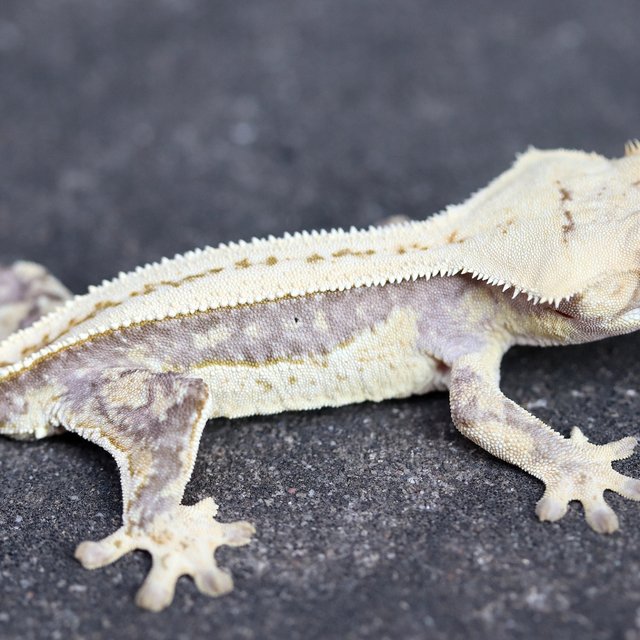 100% Het Axanthic
