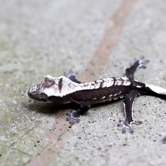 아잔틱