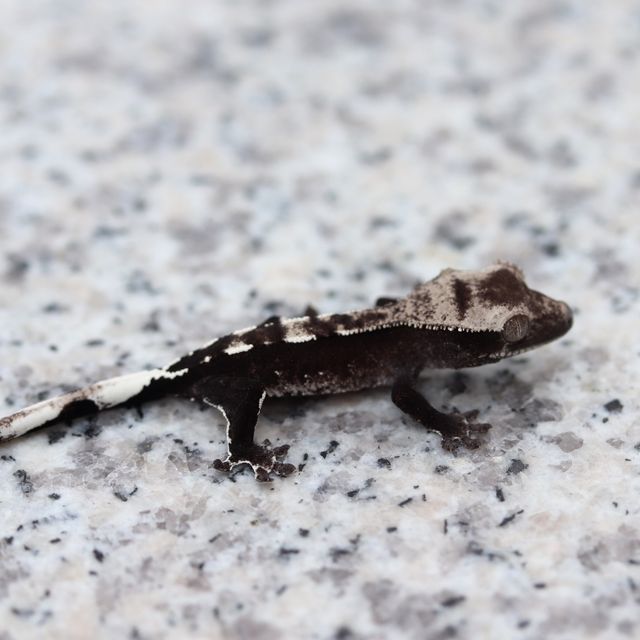 아잔틱