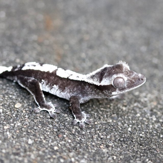 Axanthic