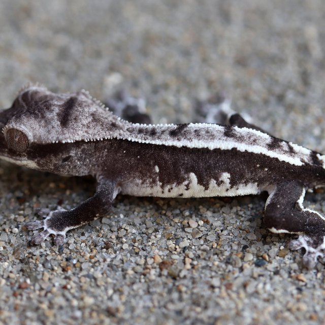 Axanthic