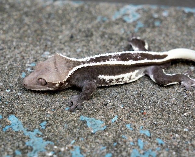 Axanthic