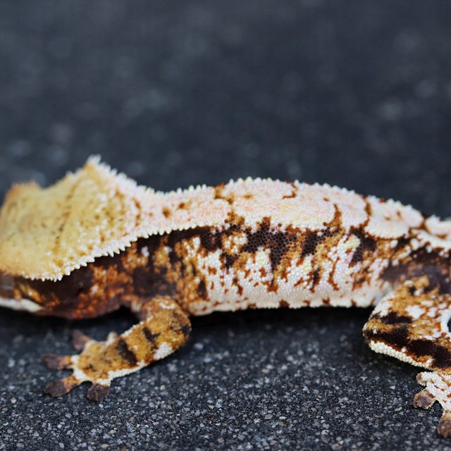 100% Het Axanthic