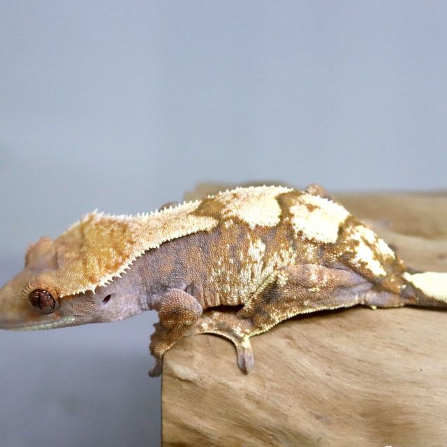 세이블