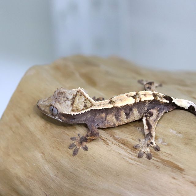 세이블