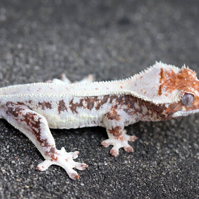 Lilly White 100% Het Axanthic