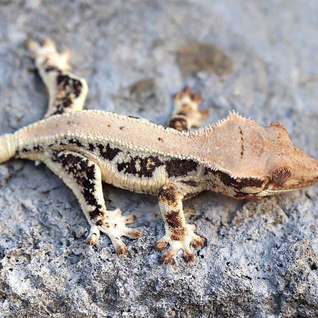 100%헷초초 릴리화이트