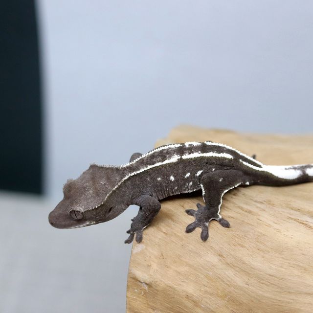 아잔틱
