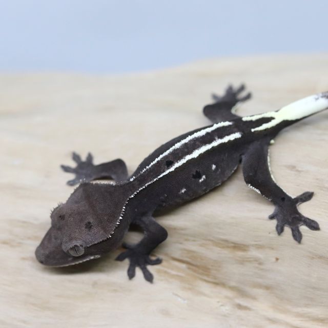 아잔틱