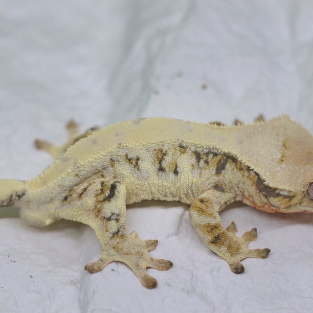 100% Het Chocho Lilly White