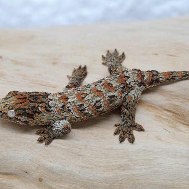 High color GTX Lieberman Canawa