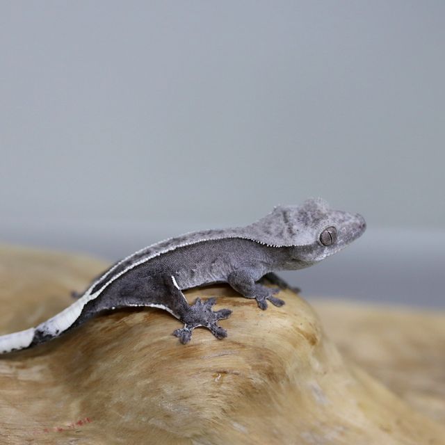 아잔틱
