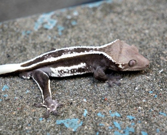 Axanthic