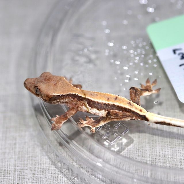 릴리 세이블