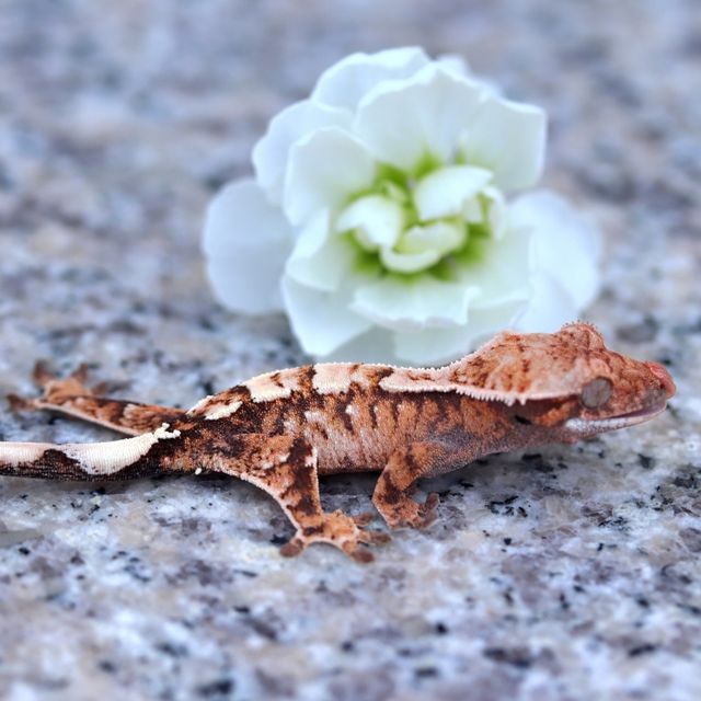 세이블