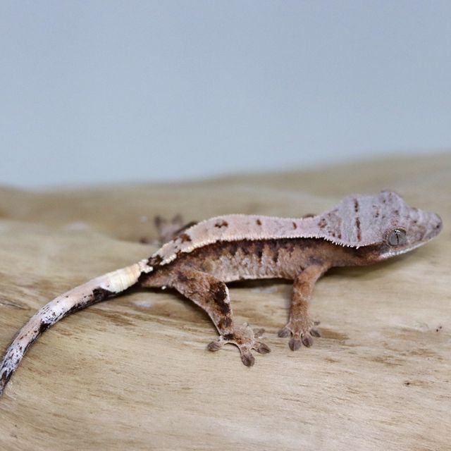 세이블