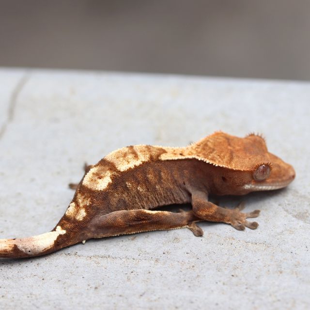 세이블
