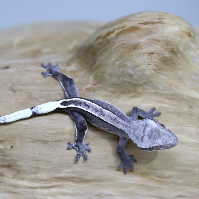 아잔틱