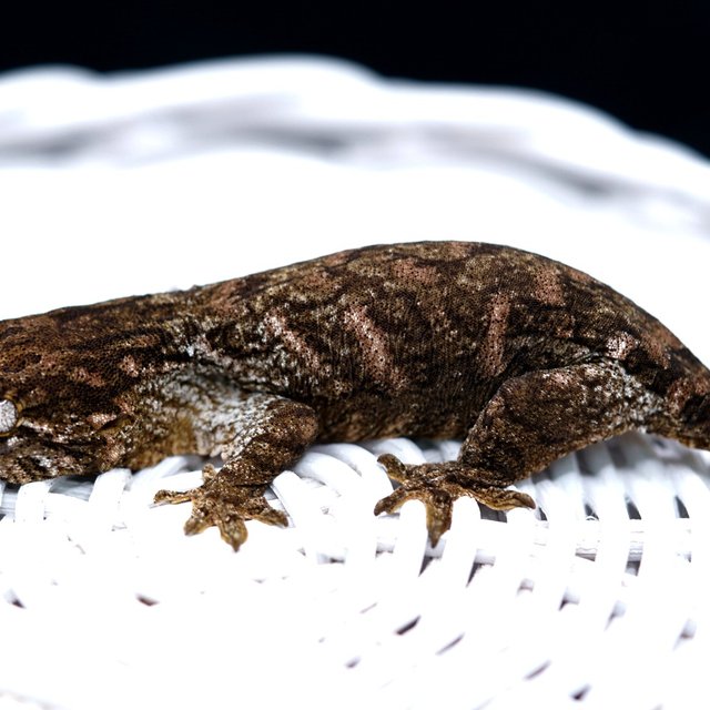 Red bar Friedel Harkito Het melanistic