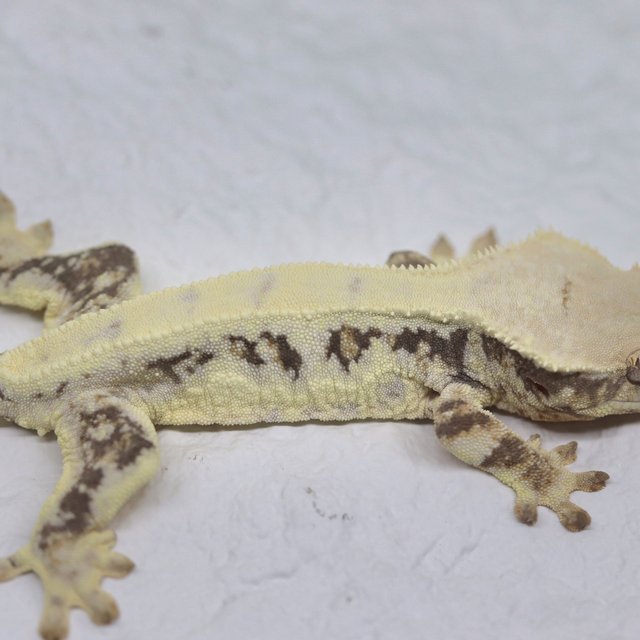 Lilly White 100% Het Chocho