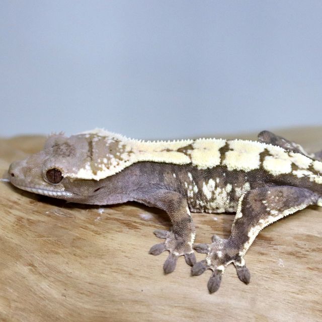 세이블