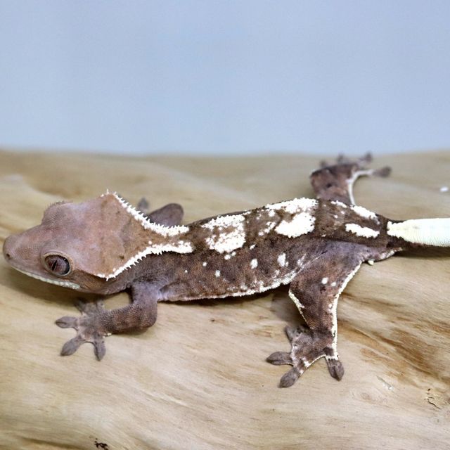 세이블
