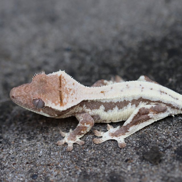 LW Sable 100% Het Axanthic