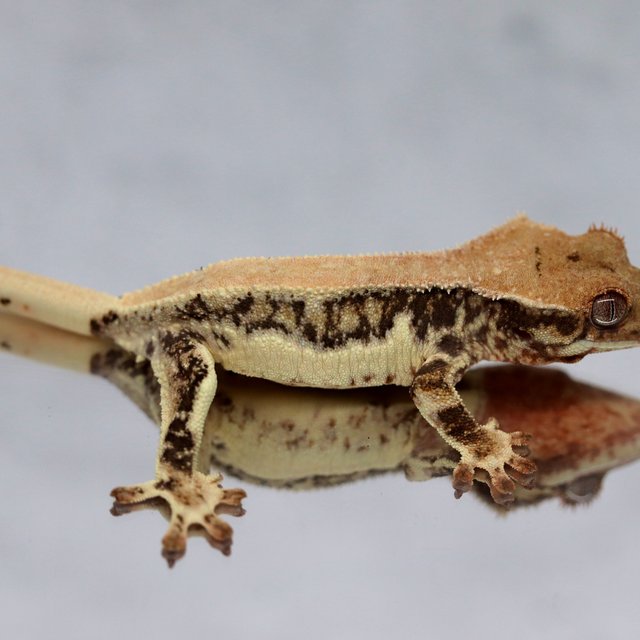 100% Het Chocho Lilly White