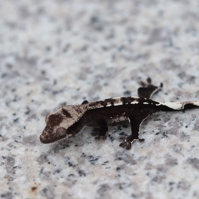 아잔틱