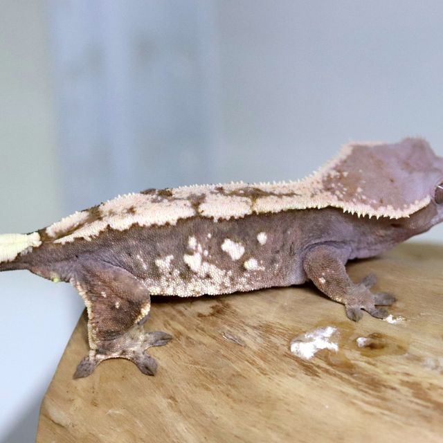 세이블
