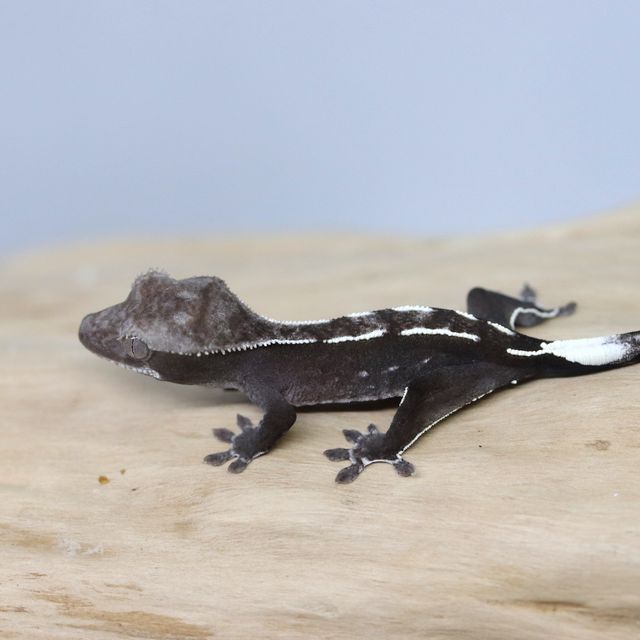 아잔틱