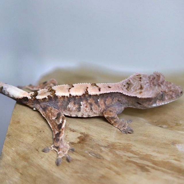 세이블